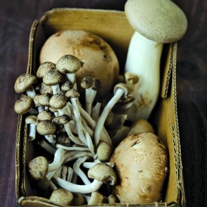 roasted mushroom broth
